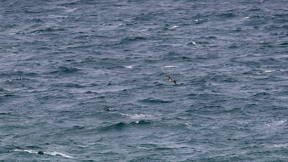 Juvenile jan-van-gent